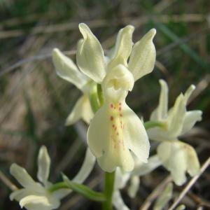 Photographie n°15491 du taxon Orchis provincialis Balb. ex DC. [1806]