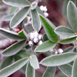 Photographie n°15492 du taxon Anagyris foetida L. [1753]