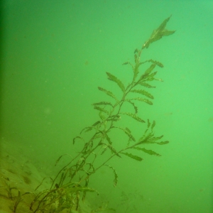 Photographie n°15497 du taxon Potamogeton crispus L.