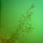  Jean DUFAU - Potamogeton crispus L.