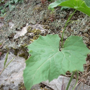 Photographie n°15500 du taxon Bryonia dioica Jacq. [1774]