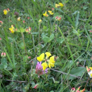 Photographie n°15501 du taxon Lotus corniculatus L. [1753]