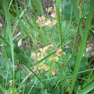 Photographie n°15502 du taxon Euphorbia cyparissias L. [1753]