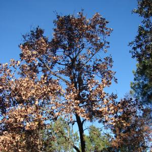 Photographie n°15519 du taxon Quercus pubescens Willd. [1805]