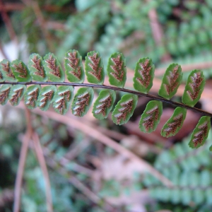 Photographie n°15522 du taxon Asplenium trichomanes L. [1753]