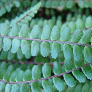 Photographie n°15523 du taxon Asplenium trichomanes L. [1753]