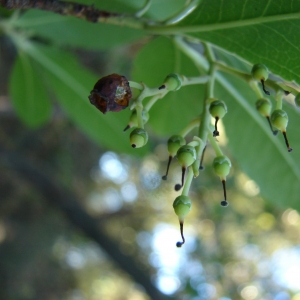 Photographie n°15528 du taxon Arbutus unedo L. [1753]