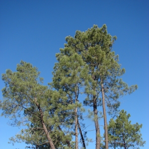 Photographie n°15529 du taxon Pinus pinaster Aiton [1789]