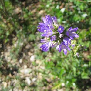 Photographie n°15531 du taxon Campanula glomerata subsp. cervicarioides (Schult.) Arcang. [1882]