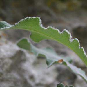 Hieracium liotardii Vill. (Épervière)