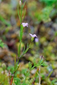 Jèrome LEGUAY, le 19 juillet 2007 (Saumeray)