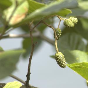 Photographie n°15565 du taxon Alnus glutinosa (L.) Gaertn.