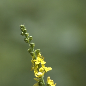 Photographie n°15567 du taxon Agrimonia procera Wallr. [1840]