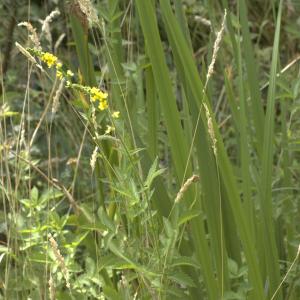 Photographie n°15571 du taxon Agrimonia procera Wallr. [1840]