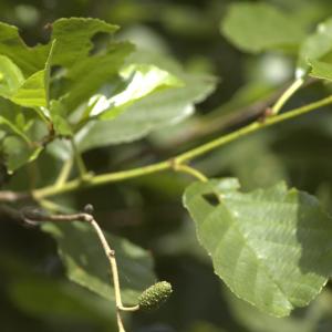 Photographie n°15574 du taxon Alnus glutinosa (L.) Gaertn.