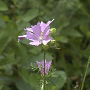 Photographie n°15576 du taxon Malva moschata L.