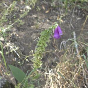 Photographie n°15586 du taxon Digitalis purpurea L.