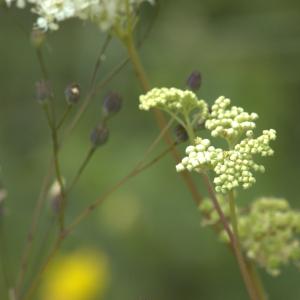 Photographie n°15591 du taxon Filipendula ulmaria (L.) Maxim. [1879]