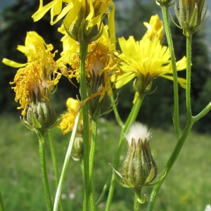 Photographie n°15638 du taxon Crepis biennis L.