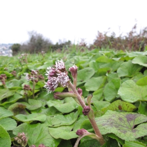 Photographie n°15643 du taxon Petasites pyrenaicus (L.) G.López [1986]