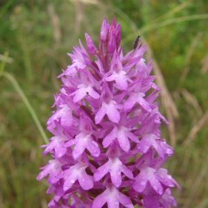 Photographie n°15657 du taxon Anacamptis pyramidalis (L.) Rich. [1817]