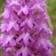  Paul Fabre - Anacamptis pyramidalis (L.) Rich. [1817]