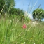  Marie  Portas - Lathyrus nissolia L.