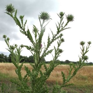 Photographie n°15674 du taxon Onopordum tauricum Willd.