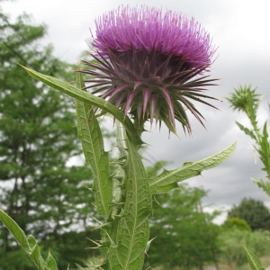 Photographie n°15675 du taxon Onopordum tauricum Willd.