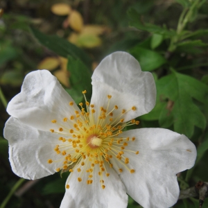 Photographie n°15680 du taxon Rosa sempervirens L. [1753]