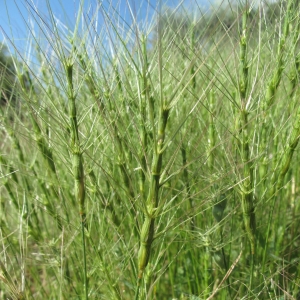 Photographie n°15690 du taxon Aegilops triuncialis L.