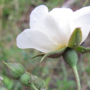 Photographie n°15695 du taxon Rosa sempervirens L. [1753]