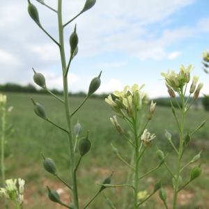 Photographie n°15711 du taxon Camelina sativa subsp. rumelica (Velen) O.Bolòs & Vigo