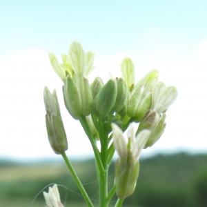 Photographie n°15712 du taxon Camelina sativa subsp. rumelica (Velen) O.Bolòs & Vigo