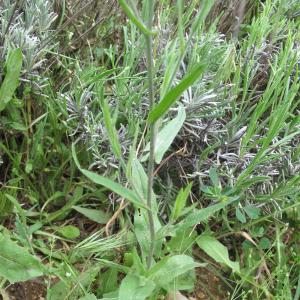 Photographie n°15713 du taxon Camelina sativa subsp. rumelica (Velen) O.Bolòs & Vigo