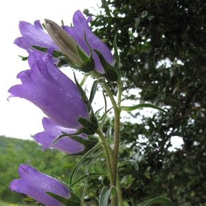 Photographie n°15714 du taxon Campanula speciosa Pourr. [1788]