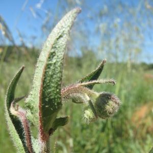 Photographie n°15723 du taxon Crepis foetida L.