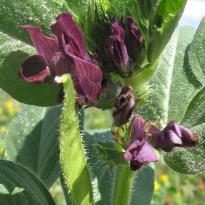 Photographie n°15740 du taxon Vicia narbonensis L.