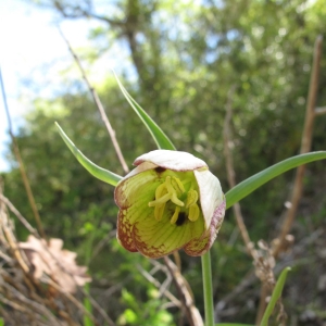 Photographie n°15743 du taxon Fritillaria involucrata All.