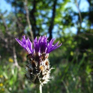 Photographie n°15746 du taxon Centaurea triumfetti subsp. axillaris (Celak.) Dostál [1931]