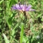  Marie  Portas - Centaurea triumfetti subsp. lugdunensis (Jord.) Dostál