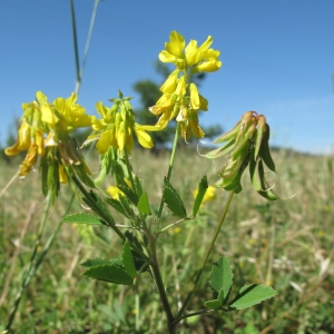 Photographie n°15750 du taxon Trigonella esculenta Willd.