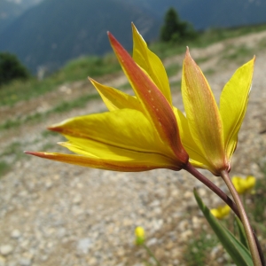 Photographie n°15756 du taxon Tulipa sylvestris subsp. australis (Link) Pamp.