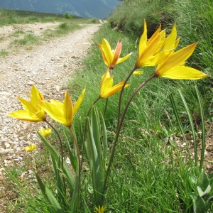 Photographie n°15757 du taxon Tulipa sylvestris subsp. australis (Link) Pamp.