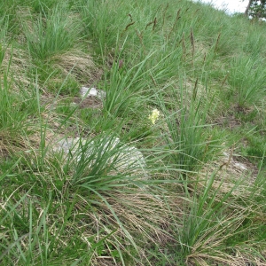  - Festuca paniculata subsp. paniculata