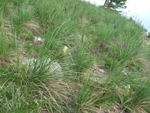 Marie  Portas, le  1 juillet 2010 (Valdeblore (Massif du Baus de la Frema))