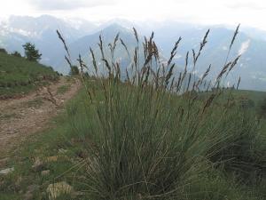 Marie  Portas, le  1 juillet 2010 (Valdeblore (Massif du Baus de la Frema))