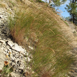 Photographie n°15793 du taxon Achnatherum calamagrostis (L.) P.Beauv.