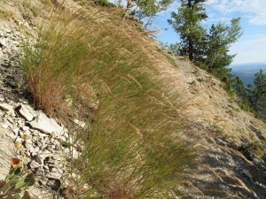Marie  Portas, le  6 septembre 2010 (Brantes (Versant nord du Ventoux))