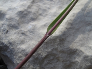 Marie  Portas, le  6 septembre 2010 (Brantes (Versant nord du Ventoux))